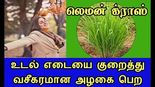 | LEMON GRASS |எலுமிச்சை புல்|Weight Reduction \u0026 Young Look | உடல் எடையை குறைத்து இளமையாக இருக்கலாம்