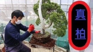 bonsai  盆栽　植え替え　たまには失敗もあるよ