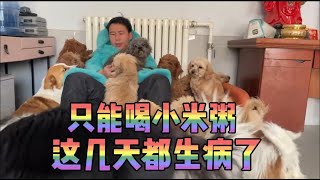 2024-12-27 Stray dog home 基地所有人全部都生病了喉咙痛关键疼，每天晚上只能喝一点小米粥。