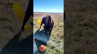 I tried to feed my #bison pumpkins... 🎃🦬#farmlife #farm #ranch #fyp #animal #ranchlife #yellowstone