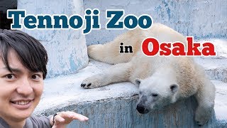 Japanese lazy lion!? Showing Top 5 Tennoji Zoo Animals in Shinsekai, Osaka #035