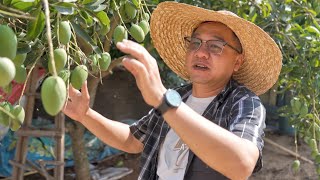 海南农村的芒果挂满树支，随便摘还不要钱，漠叔回村帮忙解决食物泛滥问题