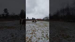 Je zima, fouká, léčím si koleno tak alespoň práce ve volnosti #kun #horse #zima