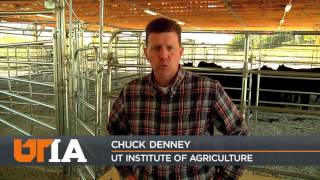 Heifer Development