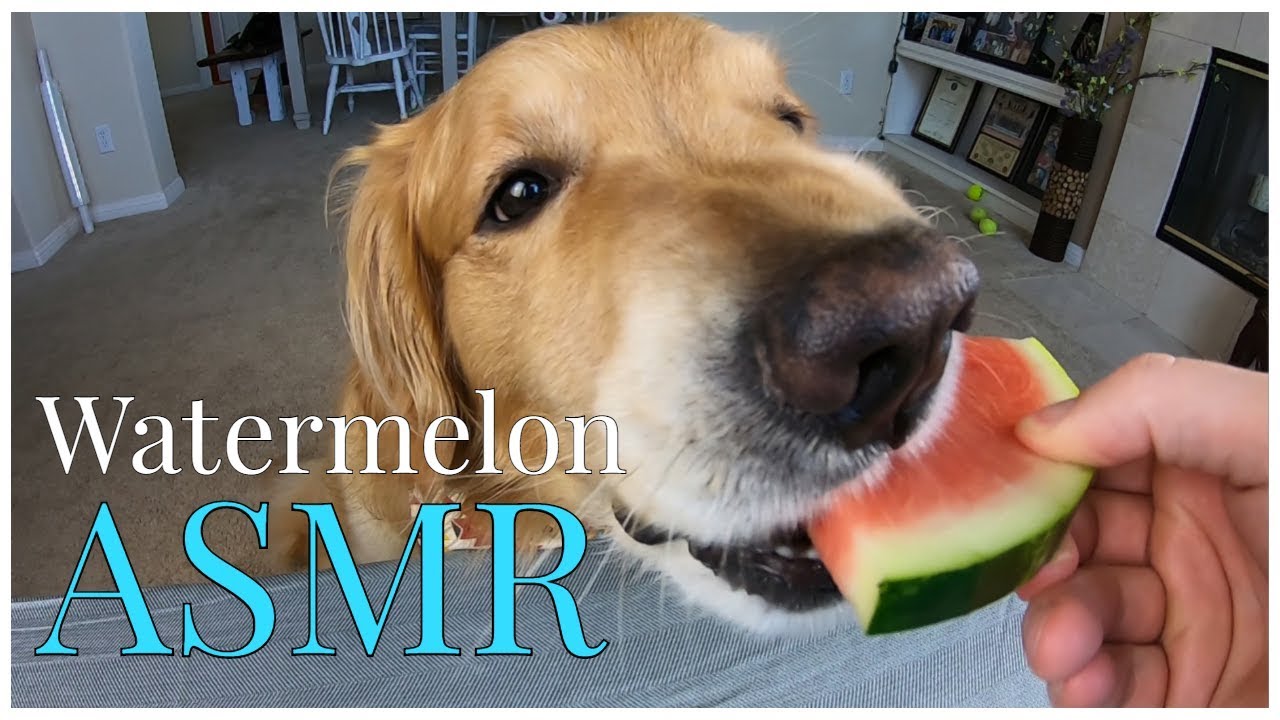 Asmr Dog Eats Watermelon Oshies World Youtube