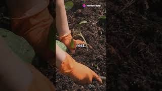 Mulch Magic: Transform Your Garden!