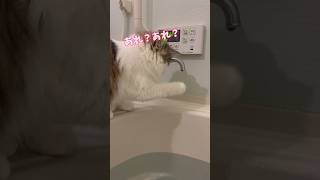 水道水で遊ぶ猫　#cat #猫のいる暮らし #猫のいる生活 #ノルウエージャンフォレストキャット