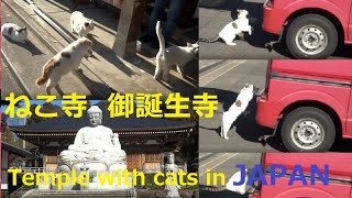 ねこ寺御誕生寺Temple with cats in JAPAN