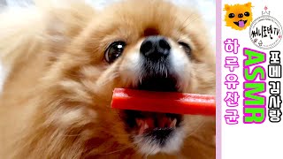 [써니포텐TV]  강아지 하루유산균 씹어먹는 리얼사운드ㅣ 포메김사랑먹방ASMR l dog eating show