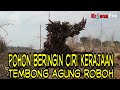 Bendungan Jatigede Surut Pohon Beringin Ciri Kerajaan Tembong Agung Roboh