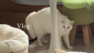 [Vlog]고양이 브이로그, 집사를 곁들인 | 구름이일상