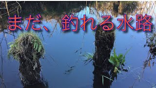 2022.12.27（火）まだ、釣れる水路