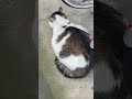 デカ猫の香箱座りを上から撮影