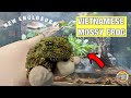 Vietnamese Mossy Frogs | New Enclosure & Fun Facts