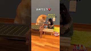 チビの誕生日会🎂✨（ご飯編🐶🍖）#チワワ #柴犬 #shorts