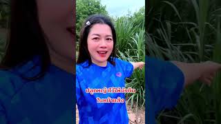 ￼ หญ้าเนเปียร์งามงามจ้า#￼ คนเลี้ยงวัว#farmlife #cow #youtubeshorts