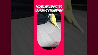 《やんわりとママに攻撃💥してくる》セキセイインコのレモン🐥⸒⸒