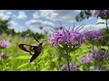 a brief encounter with a hummingbird moth 🦋 quiet moments