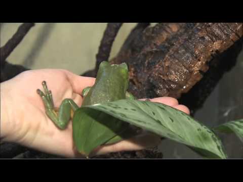 Frogs Youtube