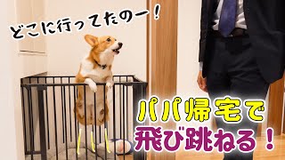 一カ月ぶりに大好きなパパが不在です！ワンコ達の反応は？