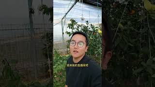 阿挺回家了，老家最有名的橘子带你们看看 #新鲜采摘 #橘中爱马仕#红美人