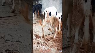 Go mata video  🥰🥰😍 please subcribe#video #cow #farming