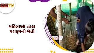 Valsad માં મહિલાઓ દ્વારા મશરૂમની ખેતી | Gstv Gujarati News