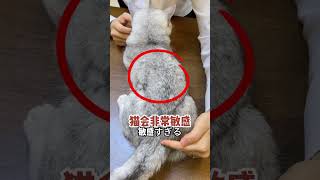 一碰猫就邪魅一笑!  #猫咪 #萌宠出道计划 #抖in萌宠计划 #科学养宠攻略 #新手养宠 #修猫日记