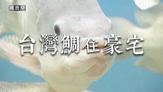 【民視異言堂】台灣鯛住豪宅 2019.06.22