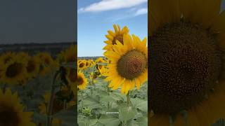 facts about sunflower | amazing facts about sunflower | sunflower facts #sunflower #shorts