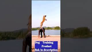 #shorts Brain Training For Dogs || dog training