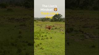 The Lion's Mindset : Why You Need to Think Like a King 👑 #shorts #motivation #sigma #mindset #lion