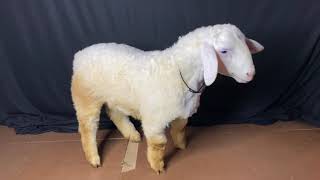 100%pure Bandur sheep of 4 months for just 28,000 for more updates call my number 6366285980