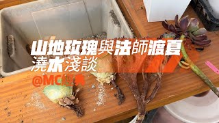 山地玫瑰與法師渡夏澆水淺談 【 MC多肉園 】MC Succulent plant Vlog