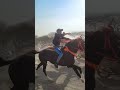 jamnagar masitiya horse race piro vs1616 3333