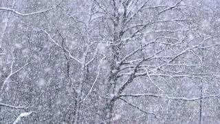 Relaxing Snowfall  - Sound of Light Wind Breeze and Falling Snow in Forest