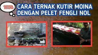 cara ternak kutir moina dengan pelet fengli nol ~ TERMUDAH