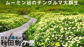 【秋田駒ヶ岳 リベンジ】雪の残るムーミン谷でチングルマのお花畑を楽しむ