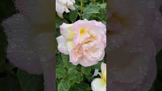 Beautiful Roses With a Rainwater Sheen at Gertens Garden Center | YouTube Shorts