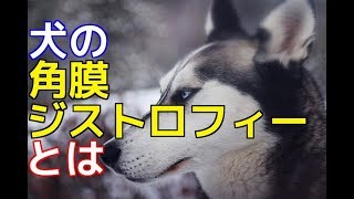 【愛犬のための知識】犬の角膜ジストロフィーとは【犬を知る】