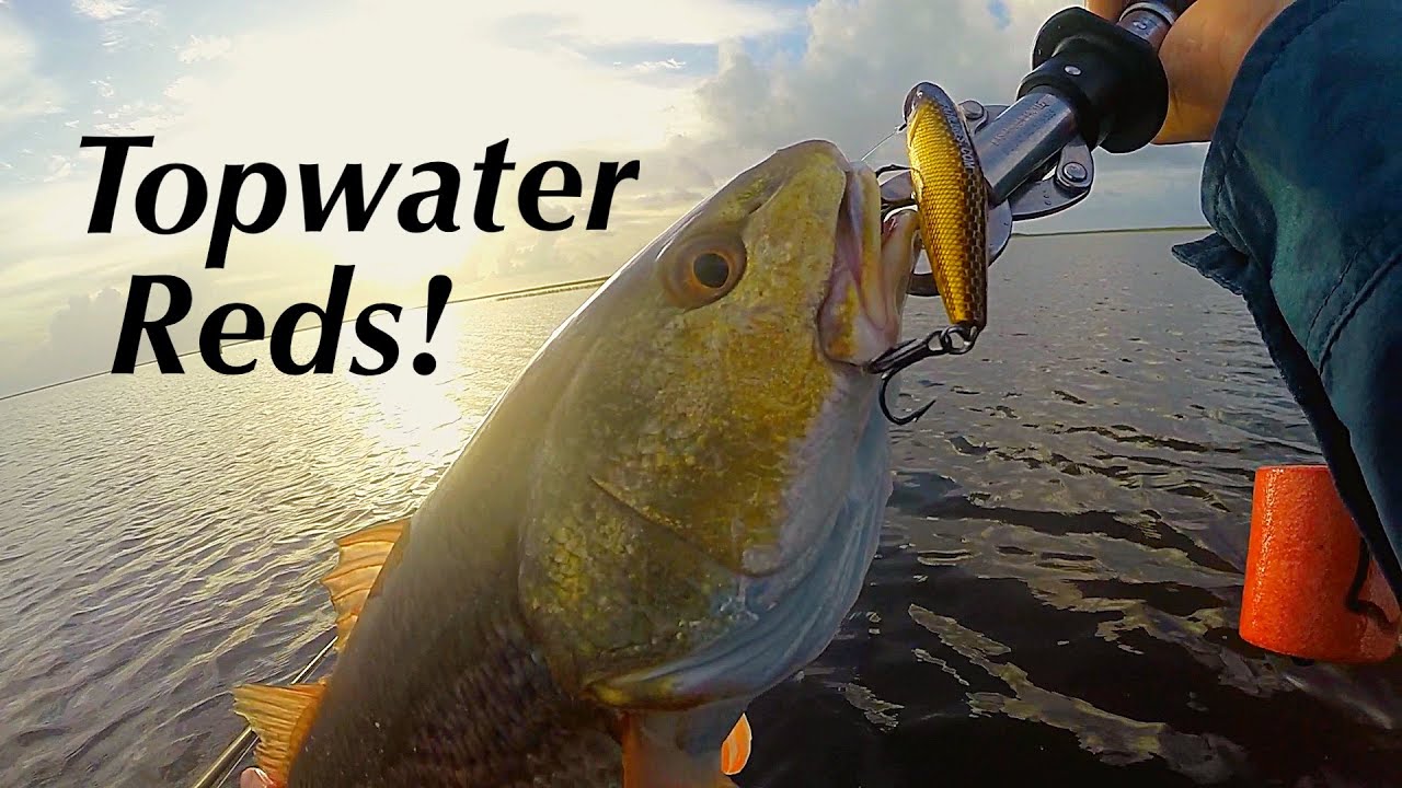 Topwater Redfish Youtube