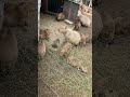 朝ごはんだよカピバラファミリー 伊豆シャボテン動物公園 capybara shorts