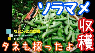 自然農のソラマメ収穫！食べ頃～タネとしての採り時解説：2020年5月8～29日