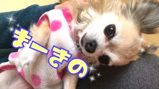 まーきの連発！チワワのナナちゃん ママにいじくられ過ぎて...放心状態！