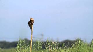 ♪鳥くんの野鳥動画（茨城県）オオタカＪ止まり羽繕