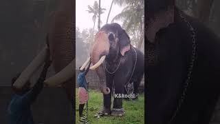 അവന്റ ആ നിലവ് പിടിത്തം പൊളി 😍❤️🐘🐘🐘//elephant in kerala //