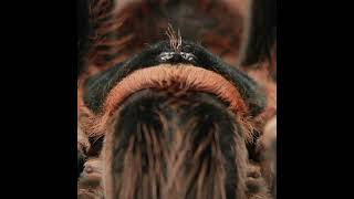 The BEST Pet Tarantula (Acanthoscurria geniculata)