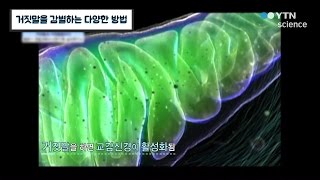 거짓말을 감별하는 다양한 방법 / YTN 사이언스