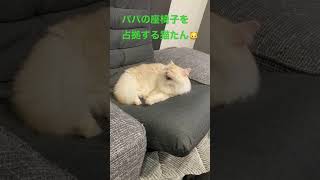 座椅子を占拠する猫たん#shots