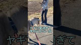 我が家に ヤギ がやって来た！嬉し過ぎて学校行かない奴／goat 報告 動物 可愛い やぎ 田舎 秘境 笠間 goats